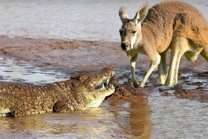 The Crocodile and the Kangaroo